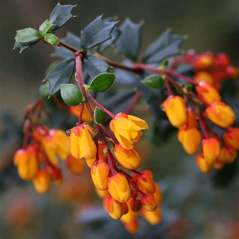 berberis darwinii burberry|berberis darwinii characteristics.